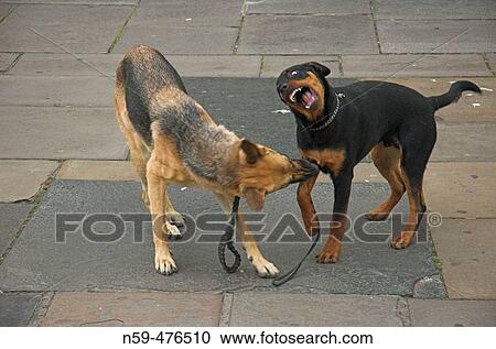 Two dogs play fighting. View Large Photo Image Stock Image - Two dogs play fighting.. Fotosearch