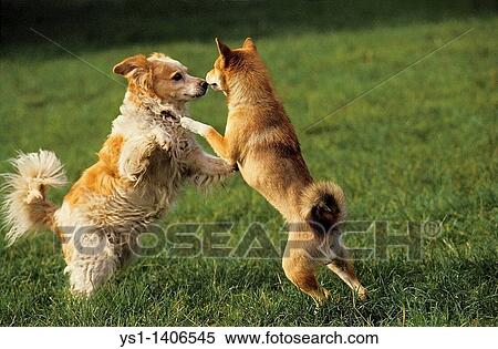 TWO DOGS PLAYING View Large Photo Image Stock Photography - TWO DOGS PLAYING. Fotosearch