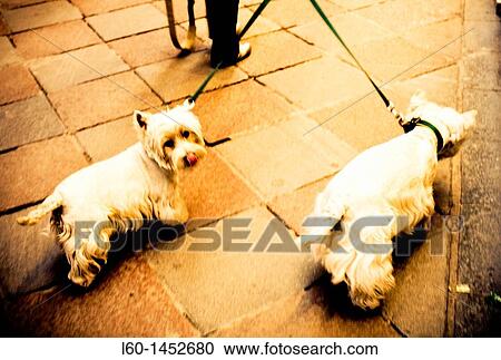 Stock Image - Two Dogs. Fotosearch
