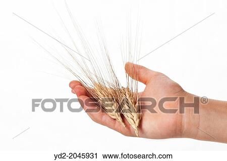 two ear of corn on palm child hand View Large Photo Image Stock Image - two ear of corn on palm child hand. Fotosearch