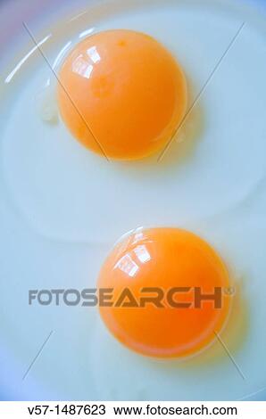 Two egg yolks. Close view. View Large Photo Image Stock Image - Two egg yolks. Close view.. Fotosearch
