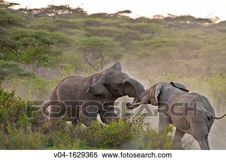 Two elephant bulls (Loxodonta africana) in musth fighting, Serengeti National Park, Tanzania, Africa View Large Photo Image Stock Photography - Two elephant bulls (Loxodonta africana) in musth fighting, Serengeti National Park, Tanzania, Africa. Fotosearch
