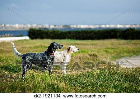 Picture - Two english setter observing the landscape. Fotosearch