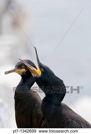 Two European or Common Shags Phalacrocorax aristotelis taken on the Farne Islands Northumberland England View Large Photo Image Stock Photo - Two European or Common Shags Phalacrocorax aristotelis taken on the Farne Islands Northumberland England. Fotosearch