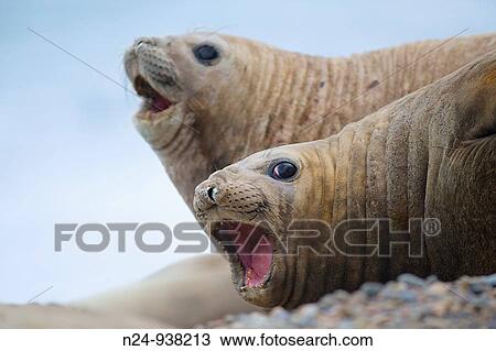 Two female cows of the southern elephant seal Mirounga leonina, belonging to a harem of an alpha male in Valdes Peninsula, Patagonia Argentina View Large Photo Image Stock Image - Two female cows of the southern elephant seal Mirounga leonina, belonging to a harem of an alpha male in Valdes Peninsula, Patagonia Argentina. Fotosearch