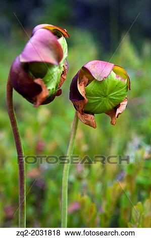 Two flowers of a Pitcher Plant (Sarracenia purpurea), Isle Royale National Park, Michigan, United States of America. View Large Photo Image Stock Photo - Two flowers of a Pitcher Plant (Sarracenia purpurea), Isle Royale National Park, Michigan, United States of America.. Fotosearch