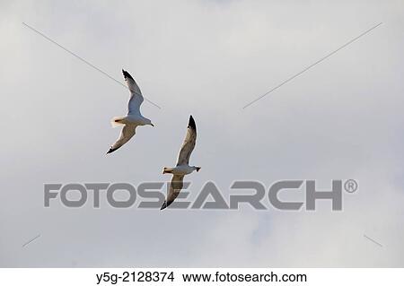 two flying seagulls in a chase in sky View Large Photo Image Picture - two flying seagulls in a chase in sky. Fotosearch