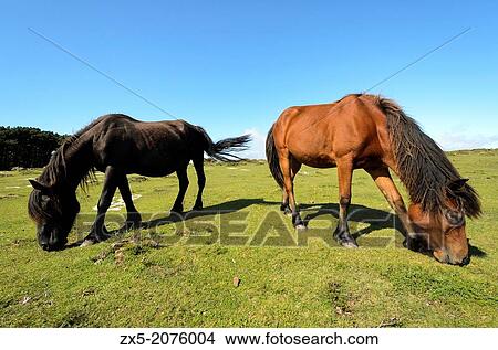 Two Galician ponies - Galicia, Spain. View Large Photo Image Picture - Two Galician ponies - Galicia, Spain.. Fotosearch