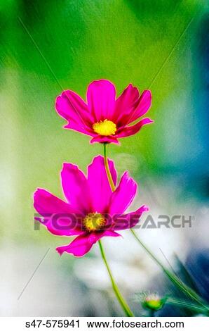 Two Garden Mexican Aster Flowers. Cosmos bipinnatus. June 2006. Maryland, USA View Large Photo Image Stock Image - Two Garden Mexican Aster Flowers. Cosmos bipinnatus. June 2006. Maryland, USA. Fotosearch
