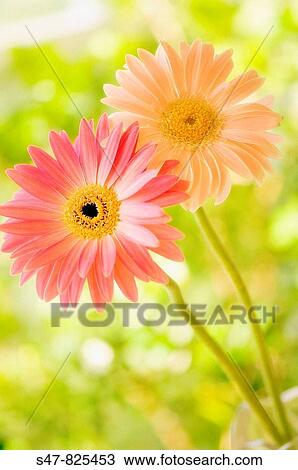Two Gerbera Flowers. Gerbera jamesonii. View Large Photo Image Stock Image - Two Gerbera Flowers. Gerbera jamesonii.. Fotosearch