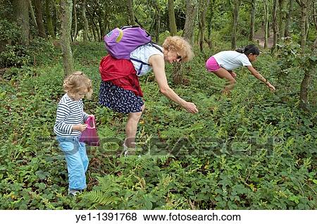 Two girls and their grandmother picking blackberries, Brittany, France View Large Photo Image Stock Photo - Two girls and their grandmother picking blackberries, Brittany, France. Fotosearch