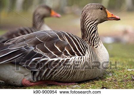 Picture - Two Grey Lag Goose (Anser anser) sitting on grass behind each othe and seen from the side, Island of Amrum, Northfrisian, Schleswig_Holstein, Northern Germany, Europe. Fotosearch