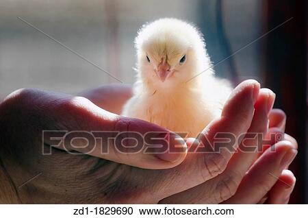 Two hands hold a little yellow chick View Large Photo Image Stock Image - Two hands hold a little yellow chick. Fotosearch