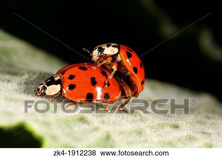 Two Harmonia axyridis coupling in Champ-Pittet 1400 Yverdon-les-Bains Switzerland View Large Photo Image Stock Photo - Two Harmonia axyridis coupling in Champ-Pittet 1400 Yverdon-les-Bains Switzerland. Fotosearch
