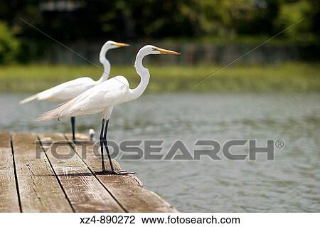two herons wait side-by-side on dock View Large Photo Image Stock Image - two herons wait side-by-side on dock. Fotosearch