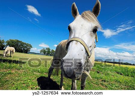 Two horses on a field,? stergotland, Sweden, Europe View Large Photo Image Picture - Two horses on a field,? stergotland, Sweden, Europe. Fotosearch