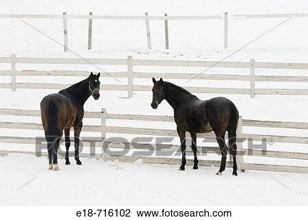Two horses standing by a fence in snow covered field, Sun Peaks, BC, Canada View Large Photo Image Stock Image - Two horses standing by a fence in snow covered field, Sun Peaks, BC, Canada. Fotosearch