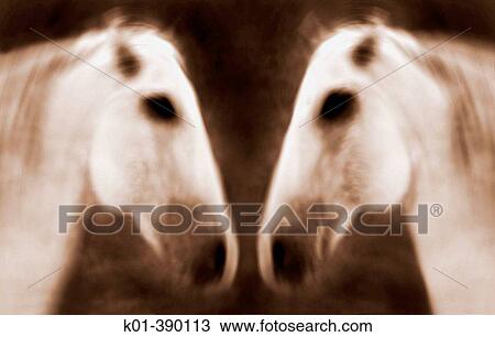 Two horses standing in front of each other. View Large Photo Image Stock Image - Two horses standing in front of each other.. Fotosearch