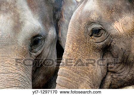 Two Indian elephants closeup View Large Photo Image Stock Image - Two Indian elephants closeup. Fotosearch