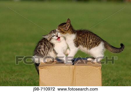 Two kitten playing Bavaria, Germany, Europe View Large Photo Image Stock Image - Two kitten playing Bavaria, Germany, Europe. Fotosearch