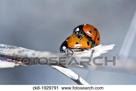 two lady-flies very in love View Large Photo Image Stock Image - two lady-flies very in love. Fotosearch