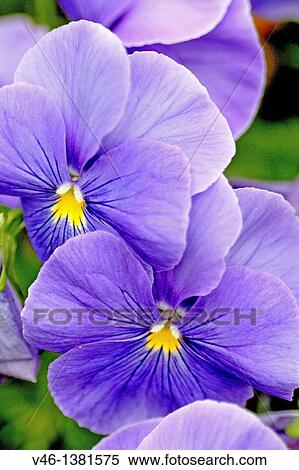 Two large periwinkle blue pansies Round blue pansies against green leaves View Large Photo Image Stock Photography - Two large periwinkle blue pansies Round blue pansies against green leaves. Fotosearch