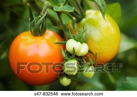 Two Large Red Tomatos and a Bunch of Small Green Tomatoes Growing on Plant. Solanum lycopersicon View Large Photo Image Stock Photograph - Two Large Red Tomatos and a Bunch of Small Green Tomatoes Growing on Plant. Solanum lycopersicon. Fotosearch