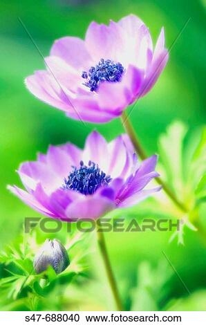 Two Lavender Anemone Poppy Flowers and a bud. Anemone coronaria. April 2007. Maryland, USA View Large Photo Image Stock Image - Two Lavender Anemone Poppy Flowers and a bud. Anemone coronaria. April 2007. Maryland, USA. Fotosearch