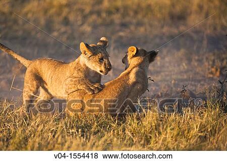 Two lion cubs (Panthera leo) play fighting in Botswana, Africa View Large Photo Image Stock Photo - Two lion cubs (Panthera leo) play fighting in Botswana, Africa. Fotosearch
