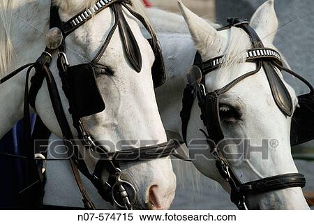 Two lipizzaner horses in Vienna. Austria View Large Photo Image Stock Photography - Two lipizzaner horses in Vienna. Austria. Fotosearch