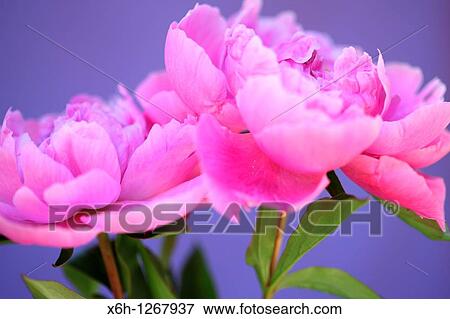 Two Lovely Fragrant Sarah Bernhardt Pink Peonies View Large Photo Image Stock Photo - Two Lovely Fragrant Sarah Bernhardt Pink Peonies. Fotosearch