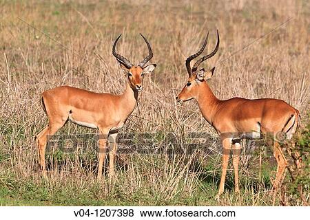 Two male impalas (Aepyceros melampus) in the Tarangire National Park, Tanzania, Africa View Large Photo Image Stock Photo - Two male impalas (Aepyceros melampus) in the Tarangire National Park, Tanzania, Africa. Fotosearch