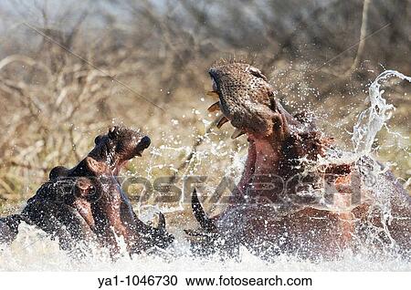 Two males hippos fighting in water (Hippopotamus amphibius). Baringo lake, Kenya View Large Photo Image Stock Image - Two males hippos fighting in water (Hippopotamus amphibius). Baringo lake, Kenya. Fotosearch