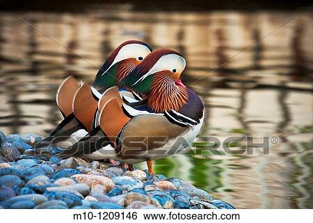 Stock Photograph - Two Mandarin Ducks standing along the rocky shoreline. Fotosearch
