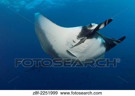 Two Manta ray, manta birostris, San Benedicto Island Revillagigedo archipelago, Pacific ocean, Mexico. View Large Photo Image Stock Photo - Two Manta ray, manta birostris, San Benedicto Island Revillagigedo archipelago, Pacific ocean, Mexico.. Fotosearch