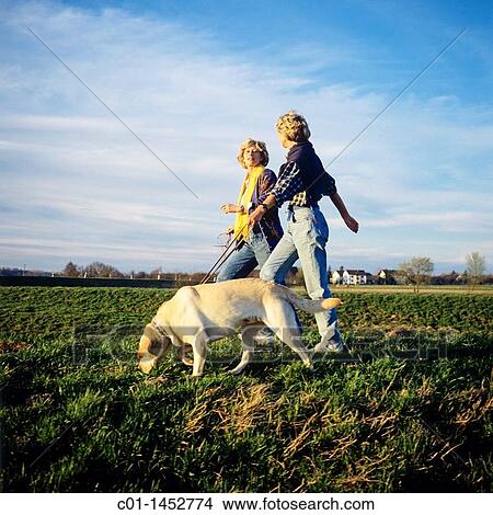 Two mature women walking their Labrador Golden Retriever dog View Large Photo Image Picture - Two mature women walking their Labrador Golden Retriever dog. Fotosearch