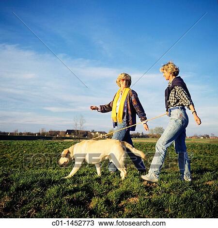 Two mature women walking their Labrador Golden Retriever dog View Large Photo Image Stock Image - Two mature women walking their Labrador Golden Retriever dog. Fotosearch