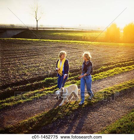 Two mature women walking their Labrador Golden Retriever dog View Large Photo Image Stock Photography - Two mature women walking their Labrador Golden Retriever dog. Fotosearch