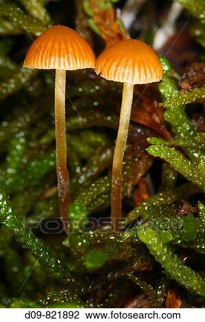 Two mushrooms (Mycena inclinata) in moss View Large Photo Image Stock Image - Two mushrooms (Mycena inclinata) in moss. Fotosearch