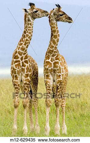 Two newborn Masai Giraffe on the Masai Mara, Kenya View Large Photo Image Stock Photography - Two newborn Masai Giraffe on the Masai Mara, Kenya. Fotosearch