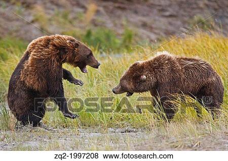 Stock Photo - Two North American brown bear / coastal grizzly bear (Ursus arctos horribilis) sows fight for fishing territory in a grassy field, Lake Clark National Park, Alaska, United States of America.. Fotosearch