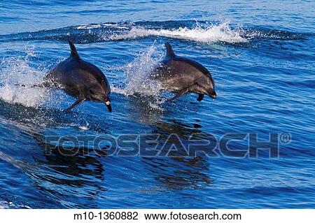 Two Off-shore Bottlenose Dolphins leaping out of the water in sync View Large Photo Image Stock Image - Two Off-shore Bottlenose Dolphins leaping out of the water in sync. Fotosearch