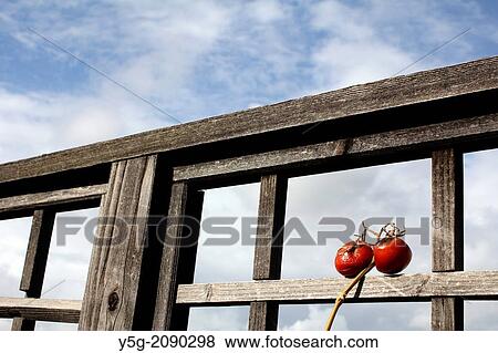 two old tomatoes by garden fence with blue sky View Large Photo Image Stock Photo - two old tomatoes by garden fence with blue sky. Fotosearch