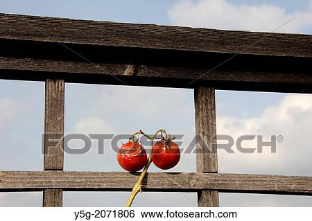 two old tomatoes growing in garden in rome italy View Large Photo Image Stock Photograph - two old tomatoes growing in garden in rome italy. Fotosearch