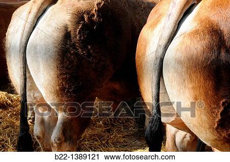Two oxen, steers, bullocks, Agricultural show, Salon de l? Agriculture, Paris, France. View Large Photo Image Stock Image - Two oxen, steers, bullocks, Agricultural show, Salon de l? Agriculture, Paris, France.. Fotosearch