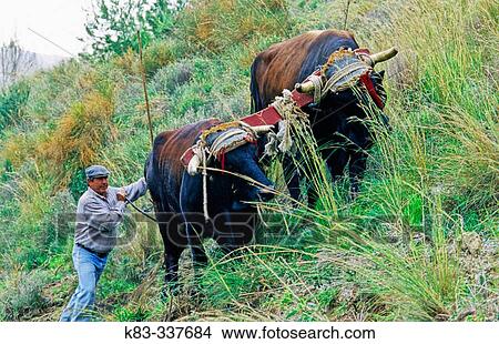 Two oxens ploughing. MBlaga province, Spain View Large Photo Image Picture - Two oxens ploughing. MBlaga province, Spain. Fotosearch