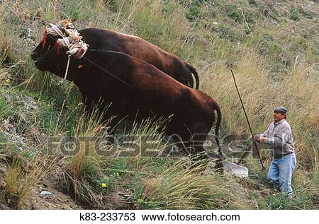 Two oxens ploughing. MBlaga province. Spain View Large Photo Image Stock Image - Two oxens ploughing. MBlaga province. Spain. Fotosearch
