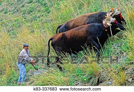 Two oxens ploughing. MBlaga province, Spain View Large Photo Image Stock Image - Two oxens ploughing. MBlaga province, Spain. Fotosearch