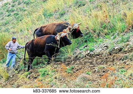 Two oxens ploughing. MBlaga province, Spain View Large Photo Image Stock Photography - Two oxens ploughing. MBlaga province, Spain. Fotosearch