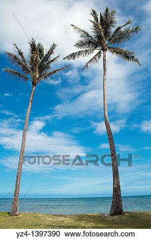 Stock Image - Two palm trees on Oahu, Hawaii, USA. Fotosearch